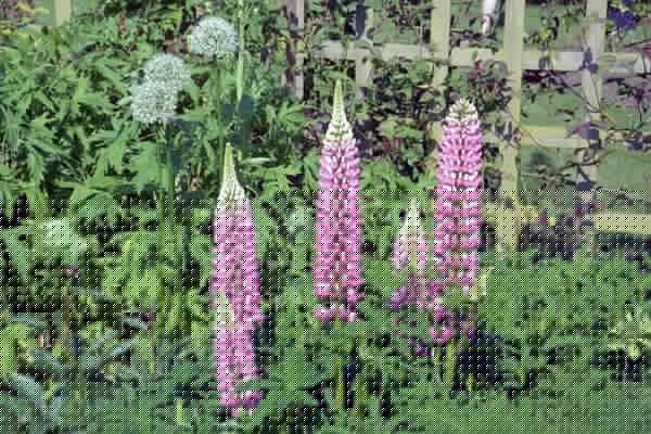 Primrose Gardens 6.jpg